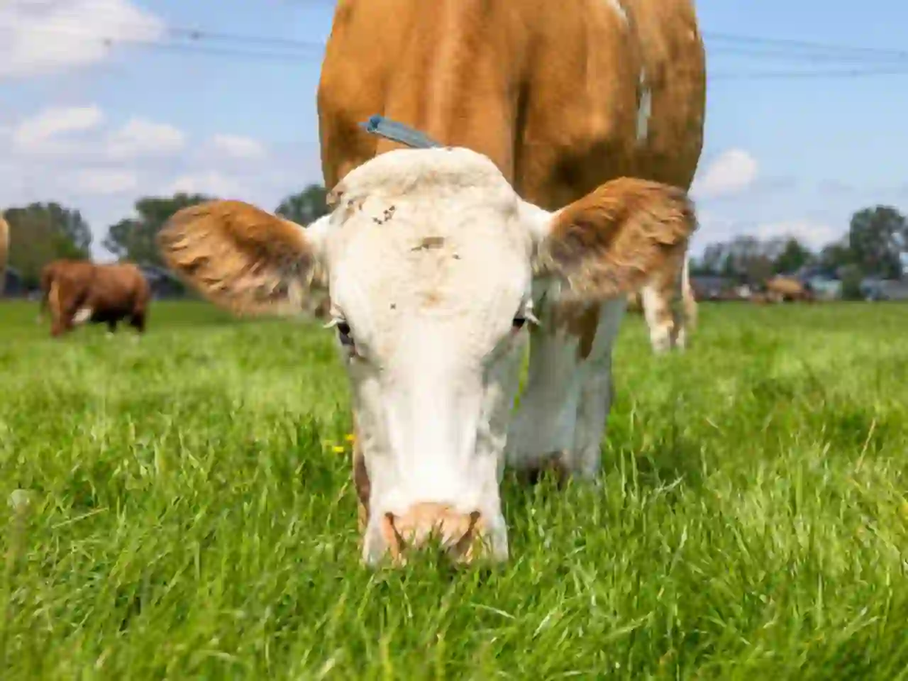 गौशाला में गौ माताओं को चारा