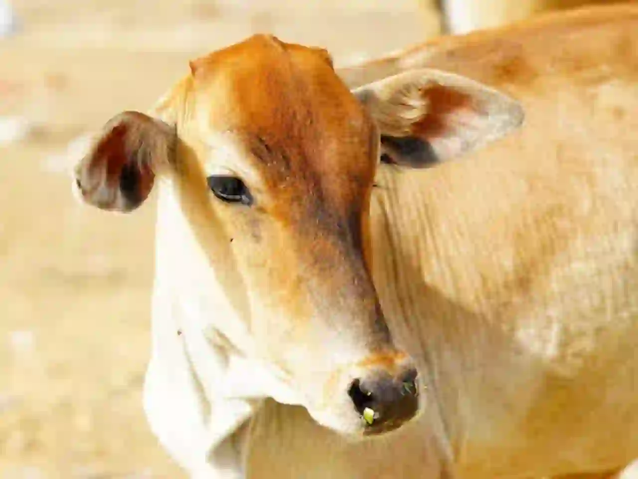 गौशाला में गौ माता का चिकित्सा उपचार