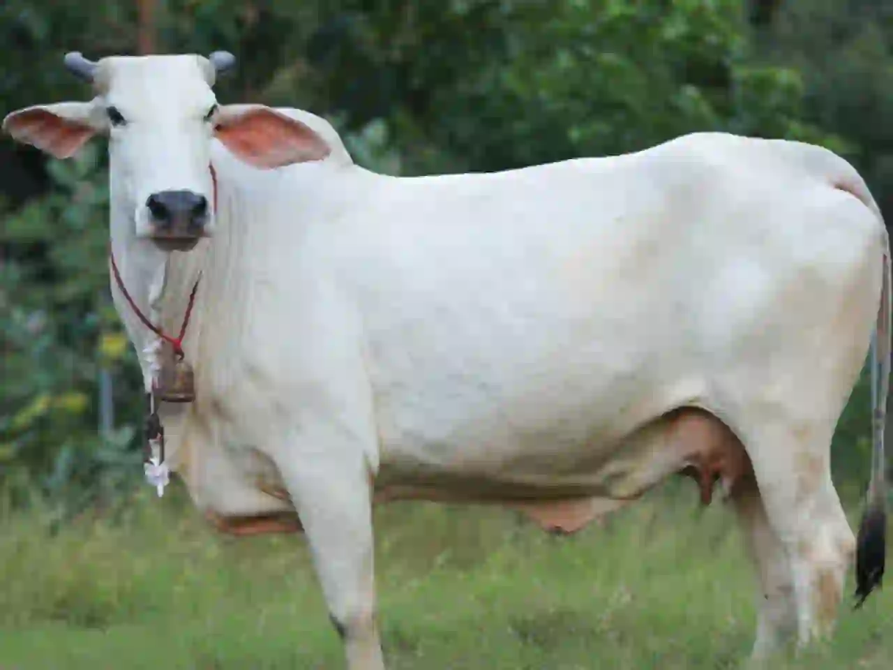 गौ माता को आराम करते हुए